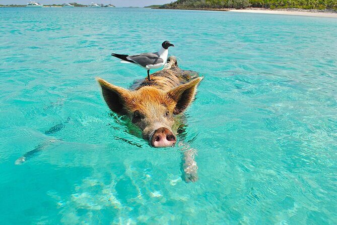 kohsamui.tours - Pig Island Snorkeling Eco Tour by Speed Boat - The Sum Up
