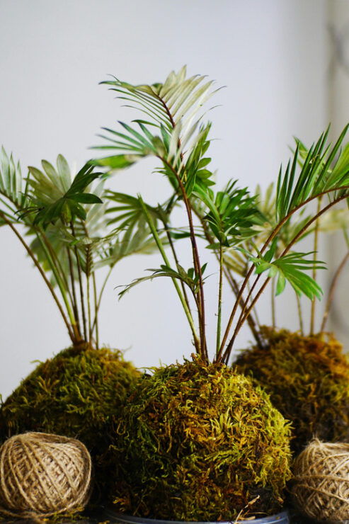 KOKEDAMA Moss Ball Making Workshop - Key Points
