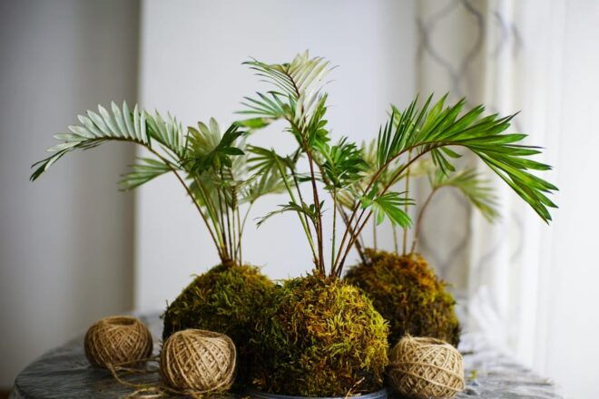 KOKEDAMA Moss Ball Making Workshop - Booking and Cancellation Policy
