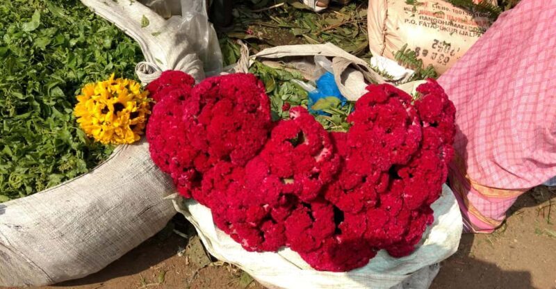 Kolkata: Half-Day Morning Tour w/ Flower Market - Practical Tips for Your Tour