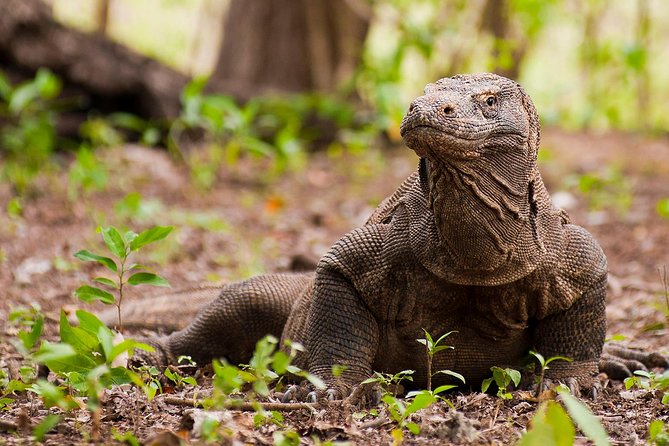 Komdo National Park and Beyond - All Inclusive (Sharing Trip) - Itinerary Details