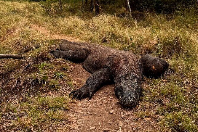 Komodo Adventure in a Day 6 Stunning Spots with Mac Cruise - How the Tour Fits Different Travelers