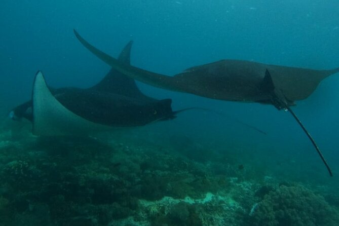 Komodo Day Private Speedboat Tour - Price and Booking