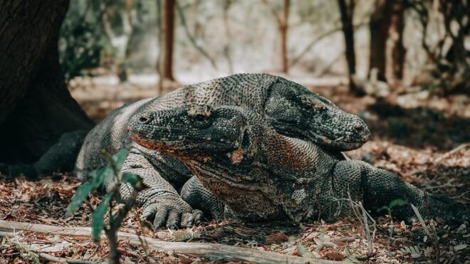 Komodo Full Day Speedboat Tour From Labuan Bajo - Transportation Details