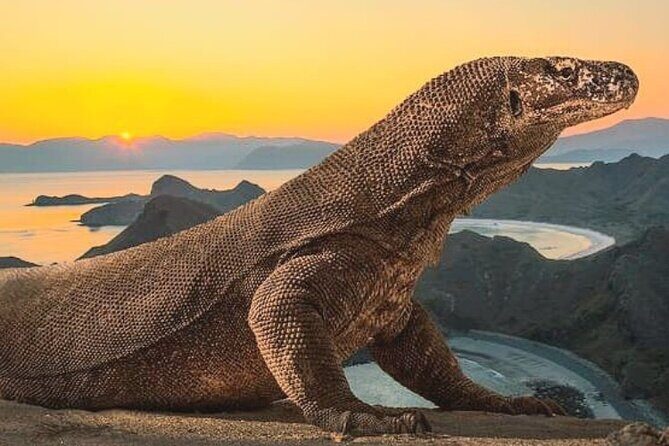 Komodo Island 2 Days 1 Night Tour with Flights from Bali - Komodo Island 2 Days 1 Night Tour with Flights from Bali — A Practical, Authentic Adventure