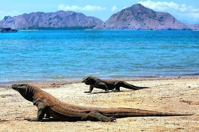 Komodo Island 2 Days 1 Night Tour with Flights from Bali - Good To Know  