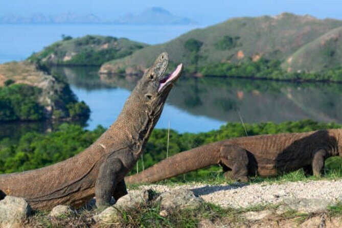 Komodo Island 2 Days 1 Night Tour with Flights from Bali - Who Should Consider This Tour?