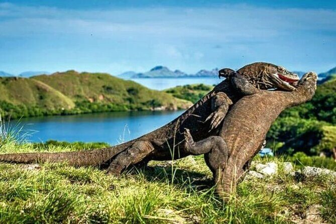 Komodo Island 2 Days 1 Night Tour with Flights from Bali - A Close Look at the Itinerary