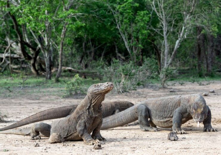 Komodo Island: 3D2N Private Speedboat, Land Tour & Hotel - Experience and Itinerary
