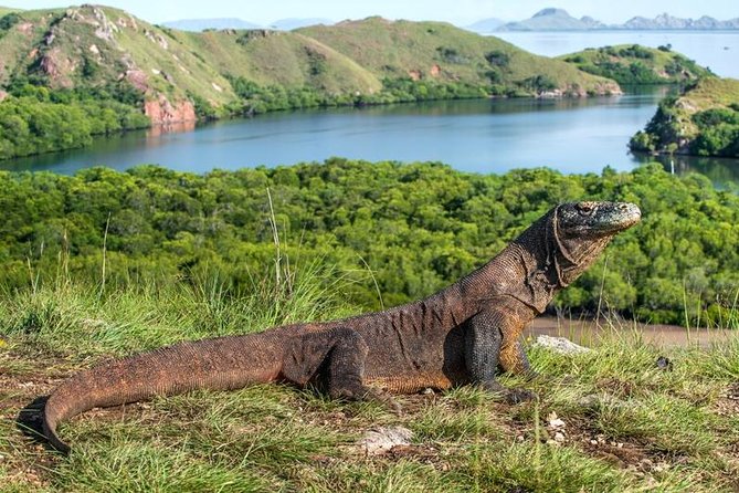 Komodo Island Adventure From Bali (Day Trip) - Overview