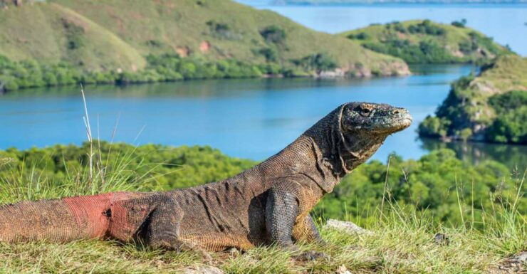 Komodo Island: Komodo Dragons & Islands Day Tour - Tour Activities
