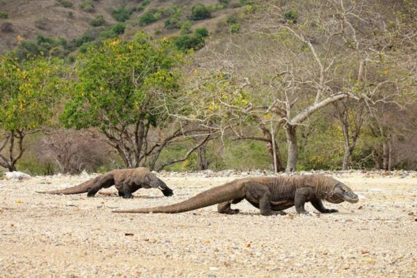Komodo Island: Komodo Dragons & Islands Day Tour - Common Questions
