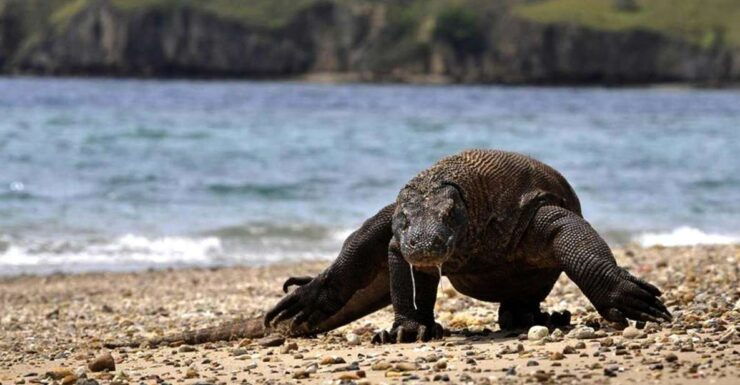 Komodo Island: Private 3-Day Tour With Boat & Hotel Stay - Tour Highlights and Itinerary