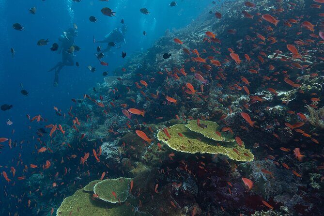 Komodo Island Scuba Dive Adventure - FAQ