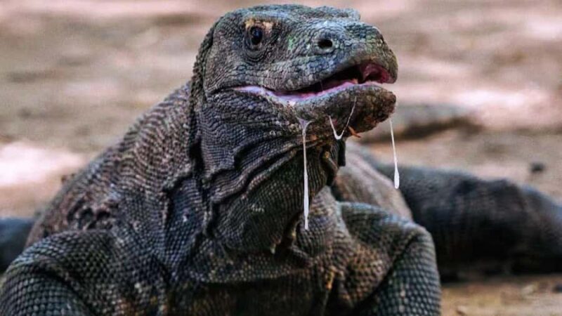 Komodo Island Shore Excursion for Cruise Ship Passengers - FAQ