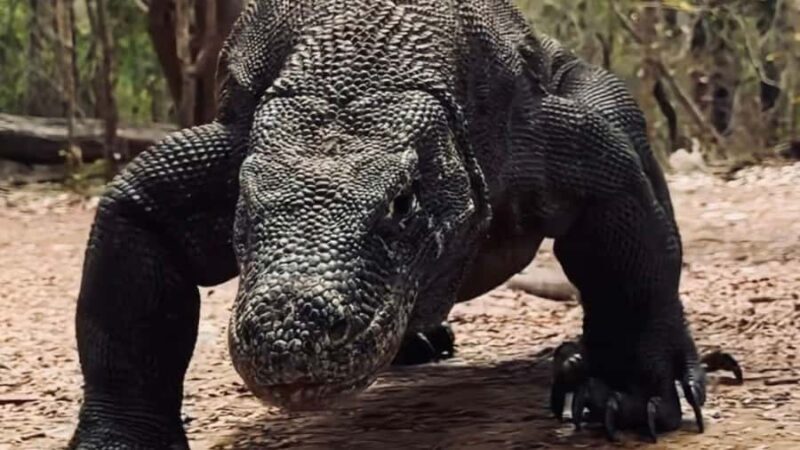 Komodo Island Shore Excursion for Cruise Ship Passengers - An In-Depth Look at the Komodo Island Shore Excursion