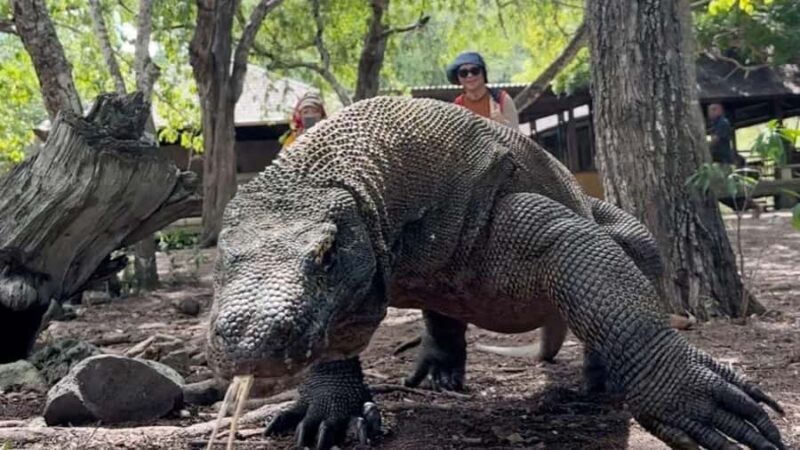 Komodo Island Shore Excursion for Cruise Ship Passengers - FAQ