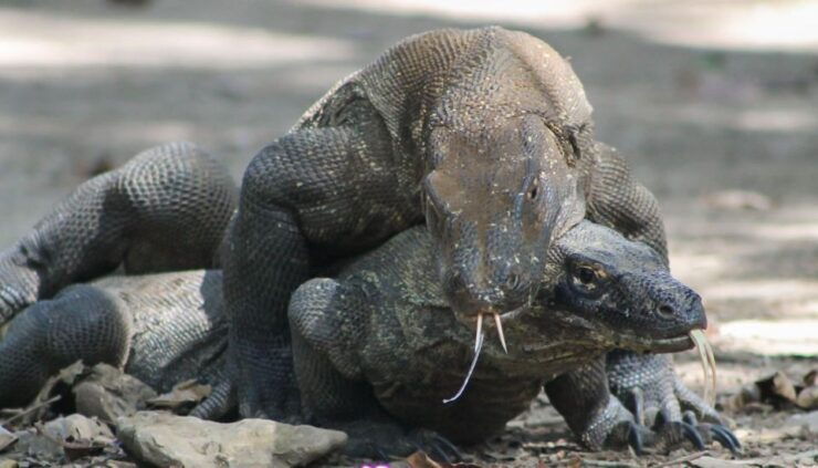 Komodo Island Tour: 3Days 2Nights - Top Activities on Day 1