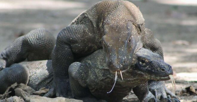 Komodo Island Tour: 3Days 2Nights - Excursions on Day 2