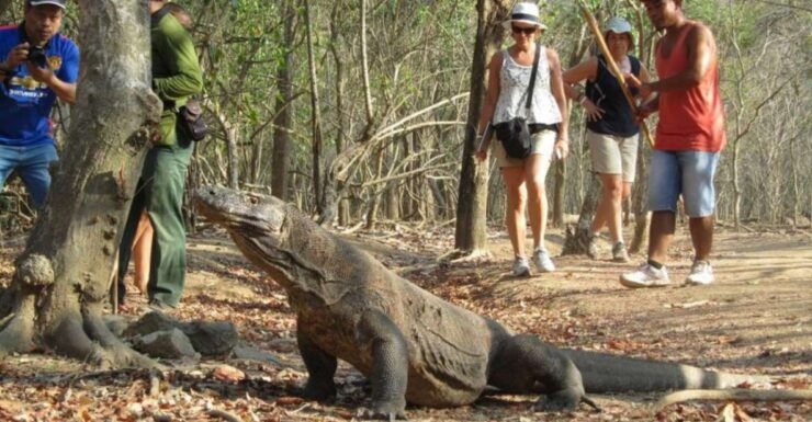 Komodo Islands: 2D1N Speedboat Tour, Land Tour & Hotel Stay - Good To Know