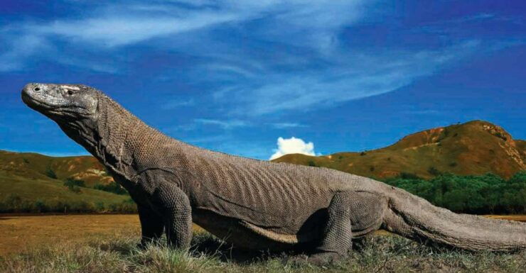 Komodo Islands: Private 2-Day Tour on a Wooden Boat - Booking and Flexibility Options