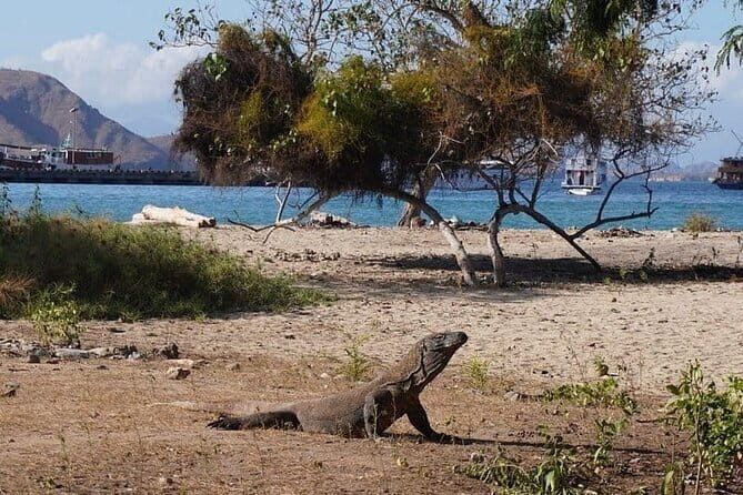 Komodo Islands with Speedboat in Labuhan Bajo - A Detailed Look at the Tour Experience