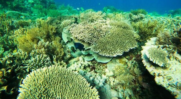 Komodo Private Boat Tour - Fitness Requirements
