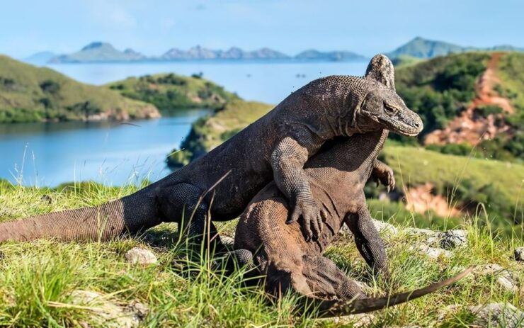 Komodo Tour : Full Day Private Speedboat All in Package - Good To Know