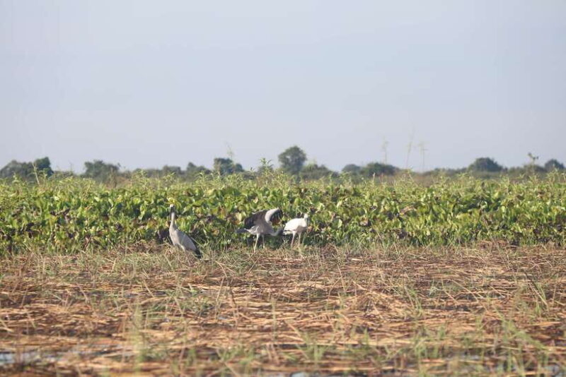 Kompong Khleang Floating Village: Full-Day from Siem Reap - FAQ About the Kompong Khleang Floating Village Tour