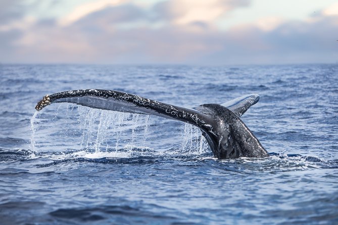 Kona, Big Island Hawaii: Small-Group Snorkel Boat Tour  - Big Island of Hawaii - Tour Start Time and Confirmation