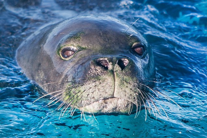 Kona, Big Island Hawaii: Small-Group Snorkel Boat Tour  - Big Island of Hawaii - Tour Requirements and Restrictions