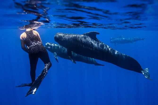 Kona, Big Island Hawaii: Small-Group Snorkel Boat Tour  - Big Island of Hawaii - Cancellation Policy and Weather Dependence