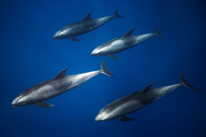 Kona, Big Island Hawaii: Small-Group Snorkel Boat Tour  - Big Island of Hawaii - Tour Highlights