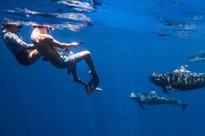 Kona, Big Island Hawaii: Small-Group Snorkel Boat Tour  - Big Island of Hawaii - Wildlife Encounters and Customer Satisfaction