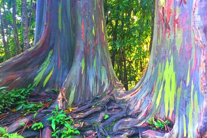 Kona Cloud Forest and Coffee Tour with Sea Turtle Beach Visit - Good To Know