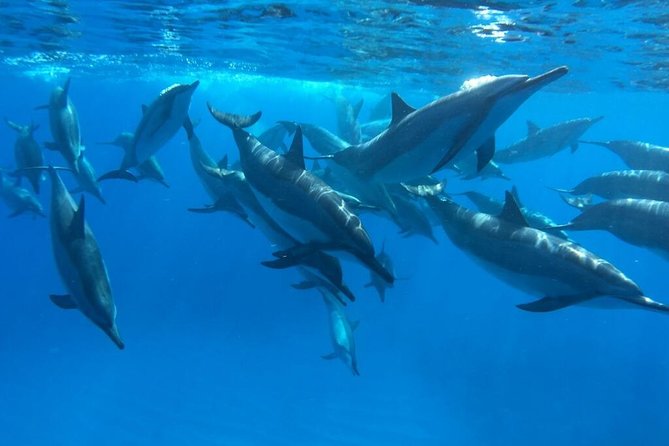 Kona Coast 3-hour Midday Snorkel Tour  - Big Island of Hawaii - Tour Overview
