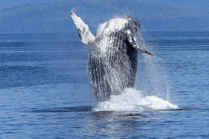 Kona Coast Humpback Whale-Watching Cruise  - Big Island of Hawaii - Meeting and Pickup Information