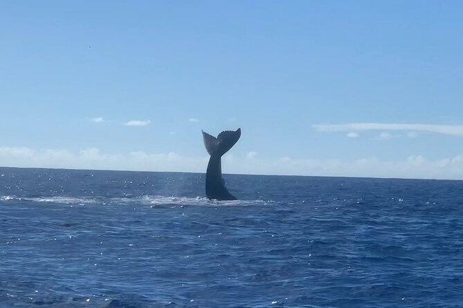 Kona Coast Humpback Whale-Watching Cruise  - Big Island of Hawaii - Start and End Time, Cancellation Policy