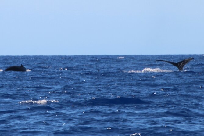 Kona Coast Humpback Whale-Watching Cruise  - Big Island of Hawaii - Traveler Photos