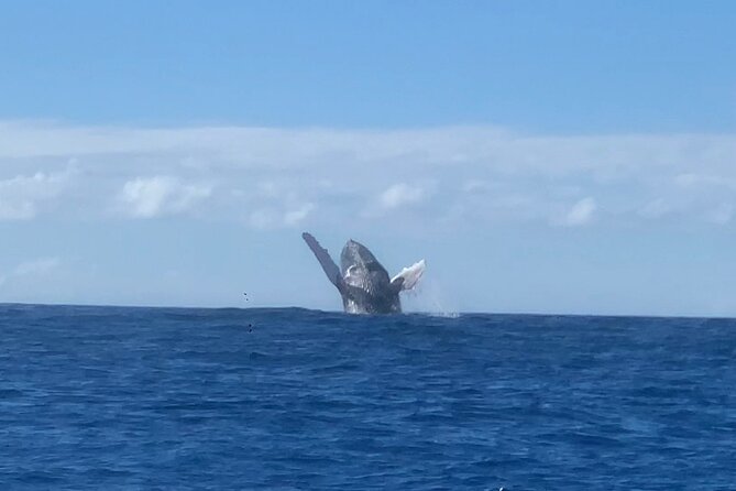 Kona Coast Humpback Whale-Watching Cruise  - Big Island of Hawaii - Common Questions