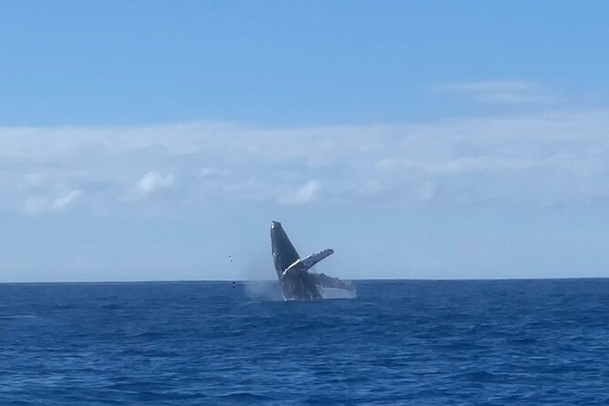 Kona Coast Humpback Whale-Watching Cruise  - Big Island of Hawaii - The Sum Up