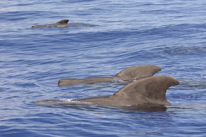 Kona Coast Wildlife Zodiac Tour  - Big Island of Hawaii - Meeting and Pickup