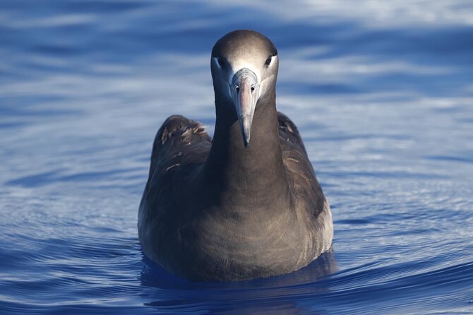 Kona Coast Wildlife Zodiac Tour  - Big Island of Hawaii - Traveler Photos and Reviews