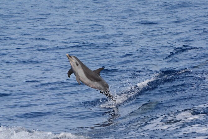 Kona Coast Wildlife Zodiac Tour  - Big Island of Hawaii - Authenticity of Reviews