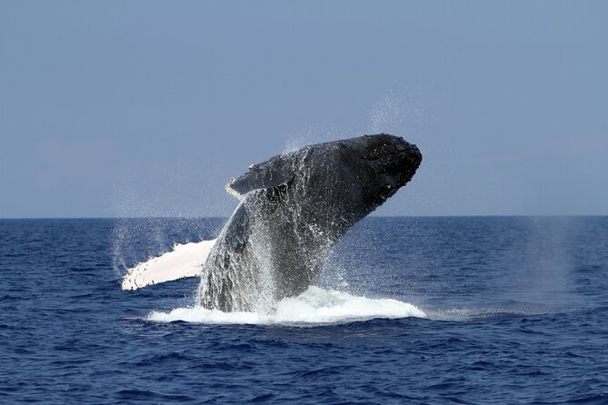 Kona Coast Wildlife Zodiac Tour  - Big Island of Hawaii - Positive Traveler Reviews