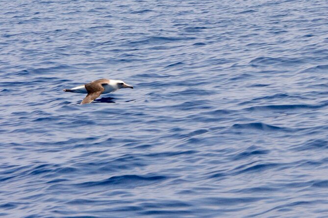 Kona Coast Wildlife Zodiac Tour  - Big Island of Hawaii - Additional Information