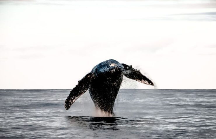 Kona: Kalaoa Midday Whale Watching Tour - Activity Details