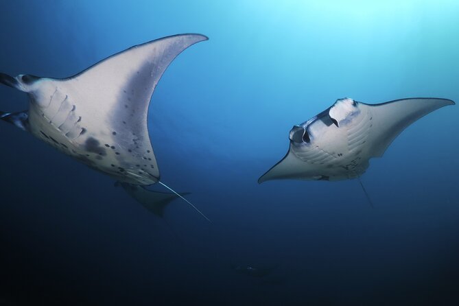 Kona Manta Ray Night Snorkel Adventure! Small Group - Inclusions