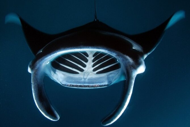 Kona Manta Ray Night Snorkel Adventure! Small Group - Meeting and Pickup Information