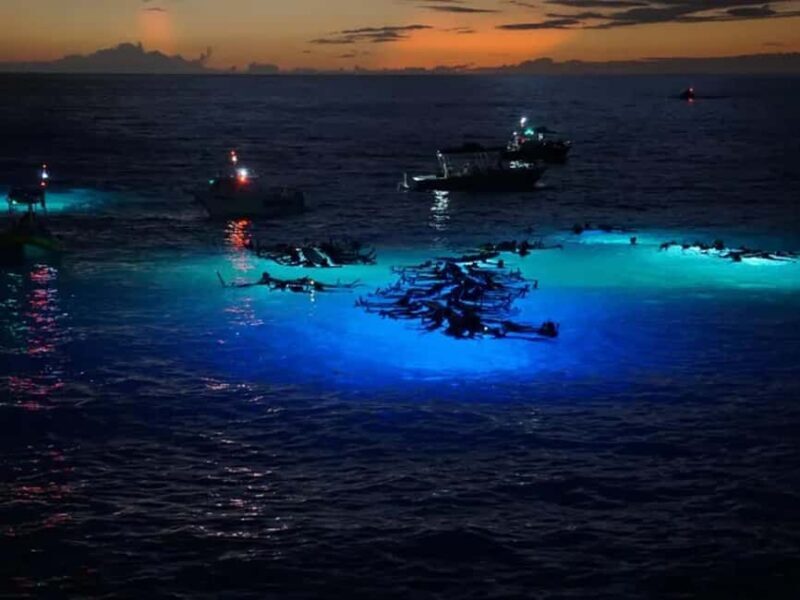 Kona: Manta Ray Night Snorkel Adventure - Good To Know